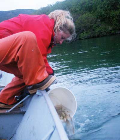 Releasing marked smolt for markrecapture test