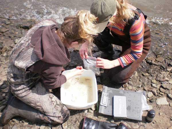 Collecting fish for genetic samples