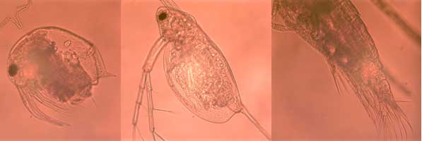 Zooplankton left to right bosmina daphnia and diaptomus