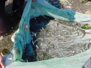 Figure 7 Sockeye salmon smolt in a beach seines catch