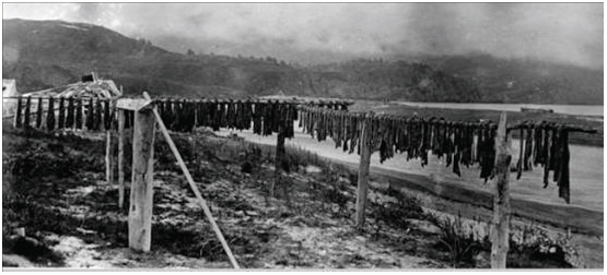 Native method of drying salmon Kodiak Island 1915 Archives and Special Collections Consortium Library University of Alaska Anchorage