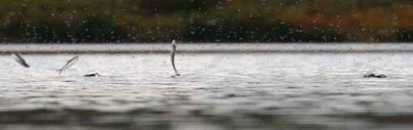 Sockeye juveniles forage in preparation for outmigration to the ocean