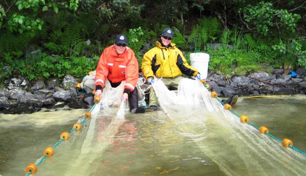 Seining lakerearing sockeye for stomach analysis and bioenergetics