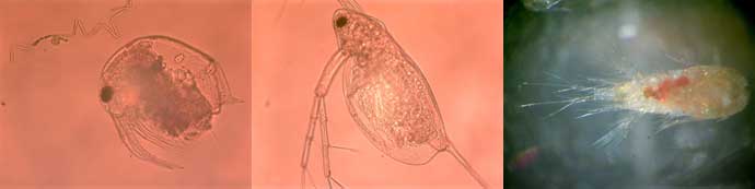 Zooplankton left to right Bosmina Daphnia and Cyclops
