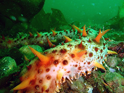 California sea cucumber