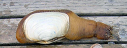 Geoduck clam