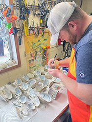Preparation of geoduck shells for aging