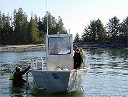 A dive team completing a herring egg transect