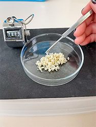 Herring egg counting in the laboratory
