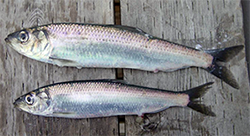 Male and female Pacific herring emClupea pallasiiem caught during spring spawning season
