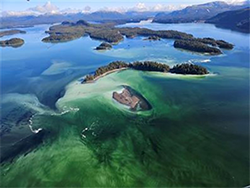 Active herring spawning near Craig AK