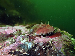 Pinto abalone observed in Southeast Alaska