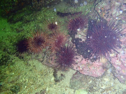 Red sea urchins observed during a survey