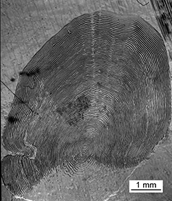 Magnified scale collected from a 782 mm female Chinook salmon