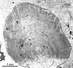 Magnified scale collected from a 520 mm male Chinook salmon
