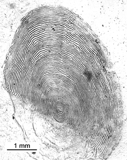 Magnified scale collected from a 630 mm male Chinook salmon