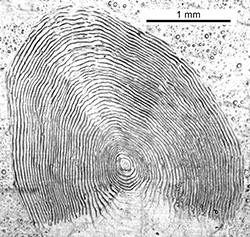 Magnified scale collected from a 340 mm male Chinook salmon