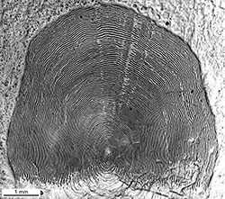 Magnified scale collected from a 790 mm female Chinook salmon