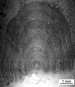Magnified scale collected from a 835 mm female Chinook salmon