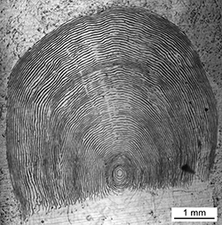 Magnified scale collected from a 710 mm male Chinook salmon