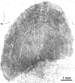Magnified scale collected from a 955 mm female Chinook salmon