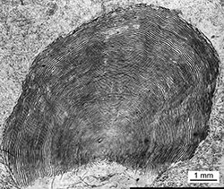 Magnified scale collected from a 1125 mm male Chinook salmon