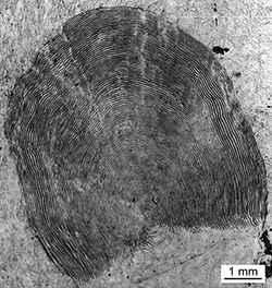 Magnified scale collected from a 1095 mm female Chinook salmon