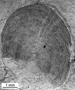 Magnified scale collected from a 802 mm female Chinook salmon