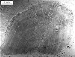 Magnified scale collected from a 857 mm female Chinook salmon