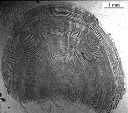 Magnified scale collected from a 830 mm female Chinook salmon
