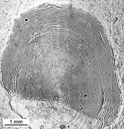 Magnified scale collected from a 740 mm female Chinook salmon