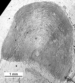 Magnified scale collected from a 510 mm male Chinook salmon
