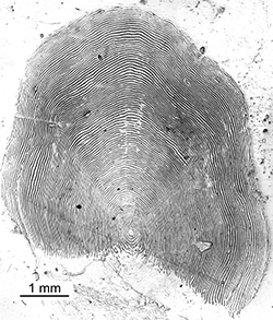 Magnified scale collected from a 850 mm female Chinook salmon