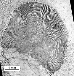 Magnified scale collected from a 650 mm male Chinook salmon
