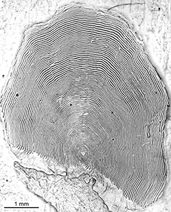 Magnified scale collected from a 855 mm female Chinook salmon