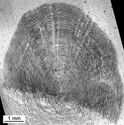 Magnified scale collected from a 833 mm male Chinook salmon