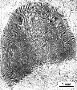 Magnified scale collected from a 710 mm female Chinook salmon