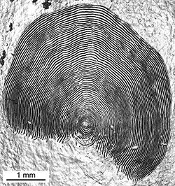 Magnified scale collected from a 598 mm male Chinook salmon