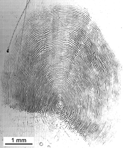 Magnified scale collected from a 606 mm male Chinook salmon
