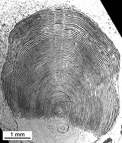 Magnified scale collected from a 765 mm male Chinook salmon