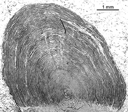 Magnified scale collected from a 768 mm female Chinook salmon
