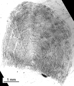 Magnified scale collected from a 774 mm female Chinook salmon