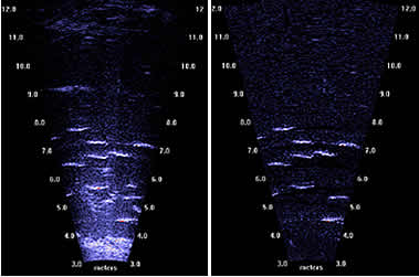 The frame at left shows an image with the bottom and stationary objects displayed while the frame at right shows the same image without them
