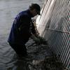 Sonar site crew members install a partial weir downstream of the DIDSON transducer to 
prevent fish from swimming behind the transducer where they cannot be detected. 
Crew members occasionally clear debris that collects on the weir.