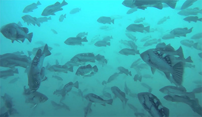 School of black rockfish