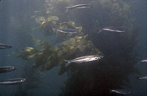 Pacific Herring swimming