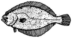 Halibut illustration