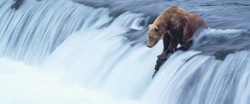Bear waiting for fish in river - Alaska Department of Fish and Game