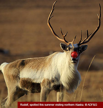 Rudolph, spotted this summer visiting northern Alaska. &copy; ADF&G