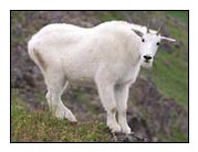 Yearling mountain goat